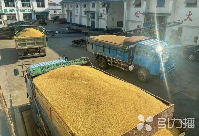 张家港地产新米大量上市 购销两旺暖民心